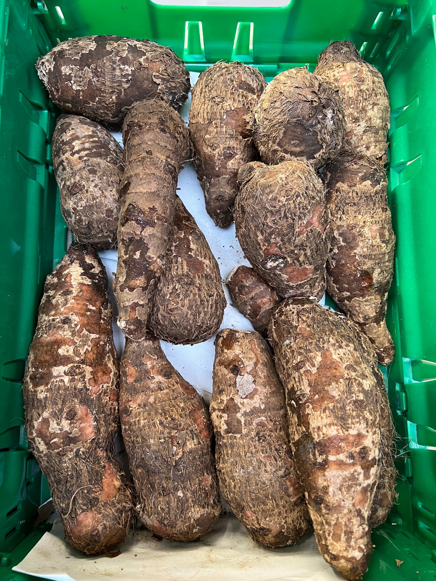 Cocoyam