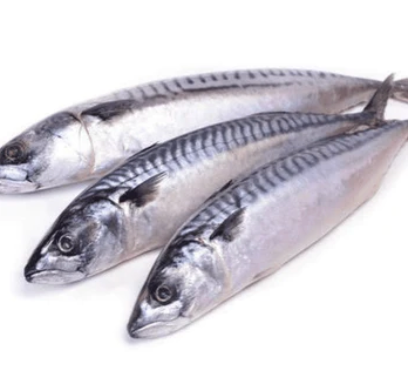 Mackerel Fish