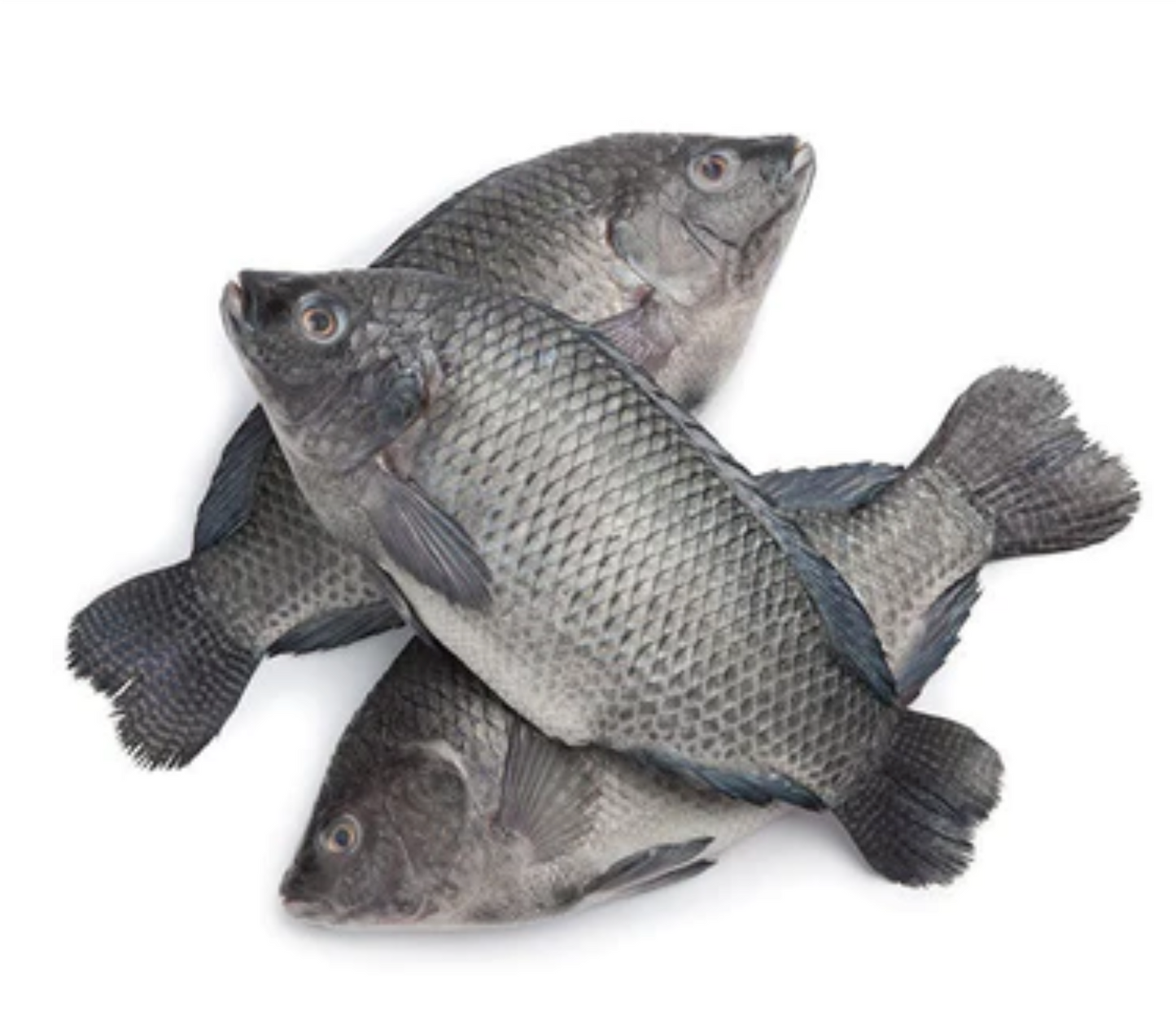 Tilapia Fish