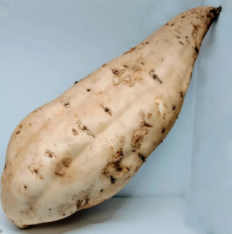 Sweet Potato