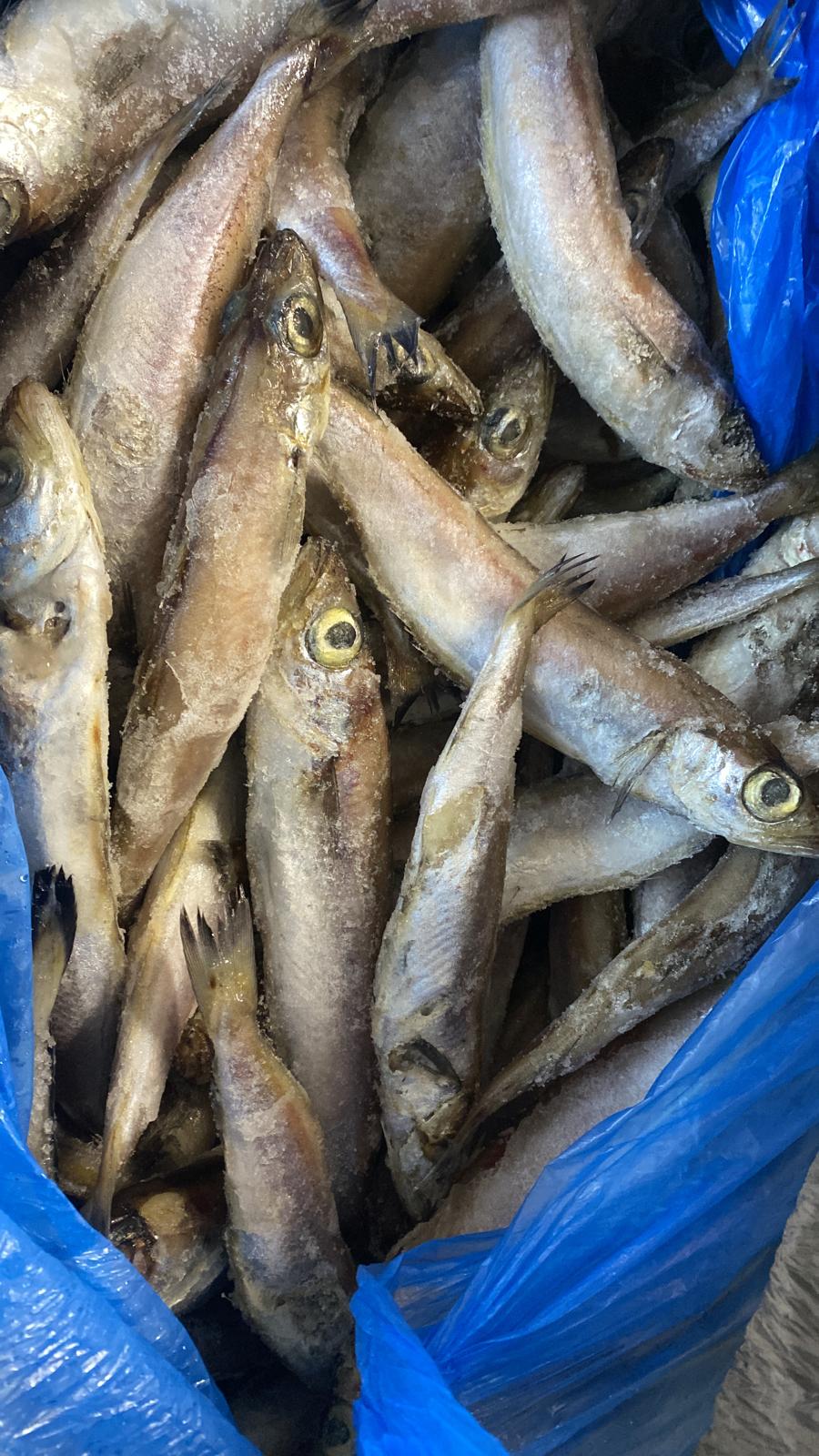 Frozen Panla Fish (Blue Whiting)..