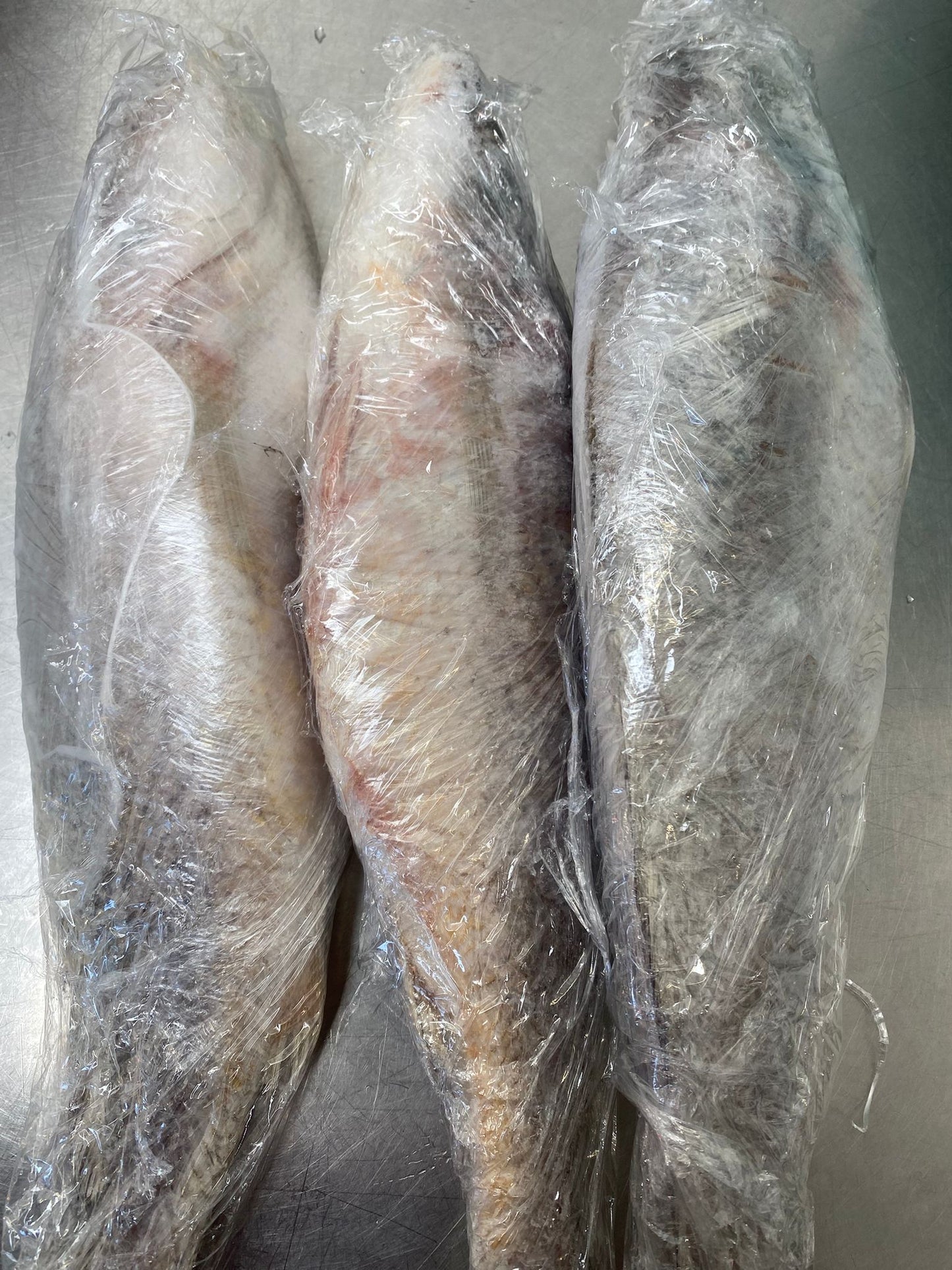 Croaker Fish..