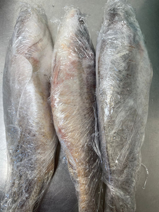 Croaker Fish..