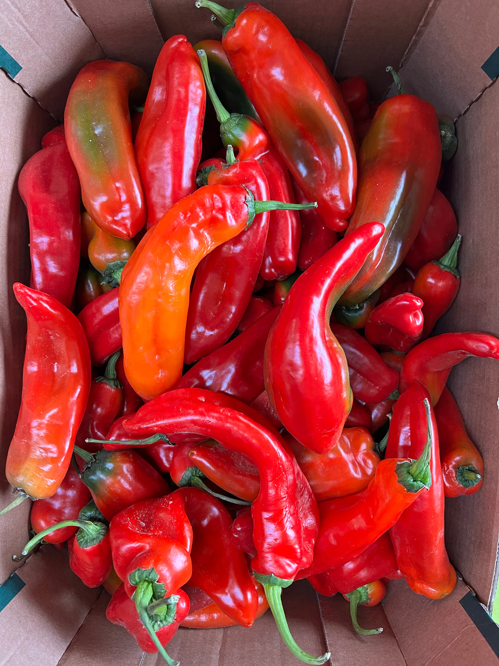 Long Pepper