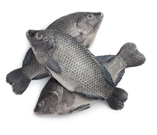 Tilapia XXL (single)