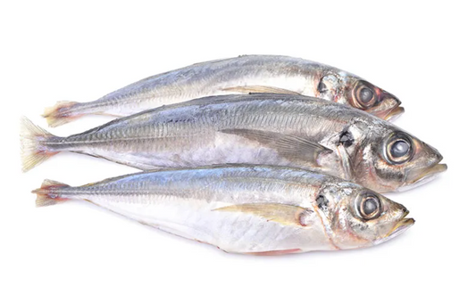 Horse Mackerel/ Kote